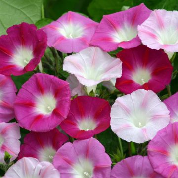 Ipomoea purpurea La Vie en Rose - Campanella turchina