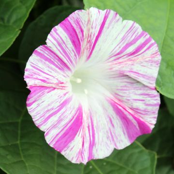 Ipomoea purpurea Venice Pink - Campanella turchina