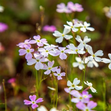 Malcolmia maritima (semi)