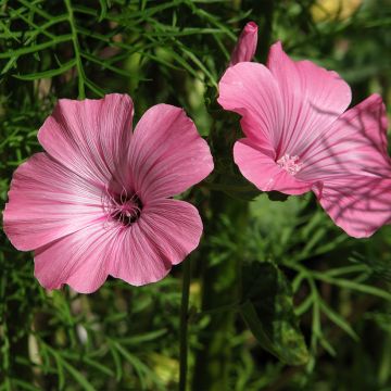 Lavatera trimestris Loveliness rose - Malva regina