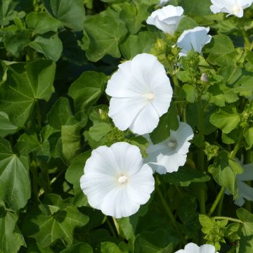 Lavatera trimestris Mont Blanc BIO