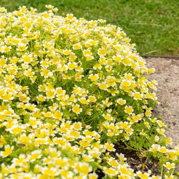 Limnanthes douglasii