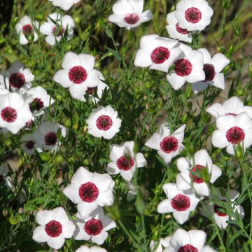 Linum grandiflorum Bright Eyes - Lino scarlatto