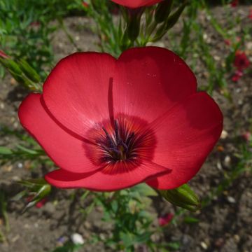 Linum grandiflorum Rubrum - Lino scarlatto