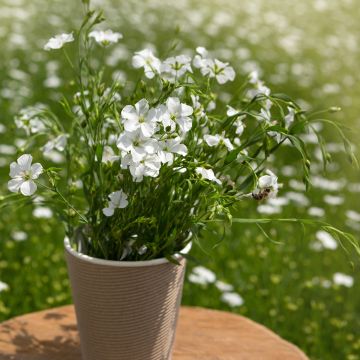 Linum perenne Diamant - Lino perenne