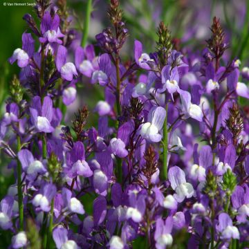 Linaria maroccana Licilia Azure