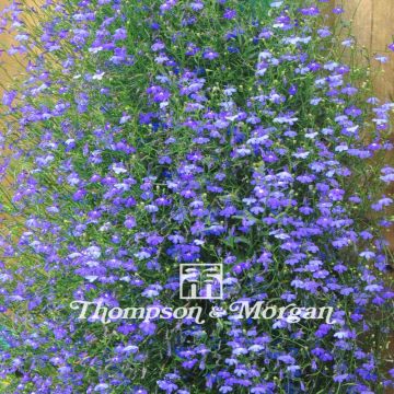 Lobelia Sapphire Cascade