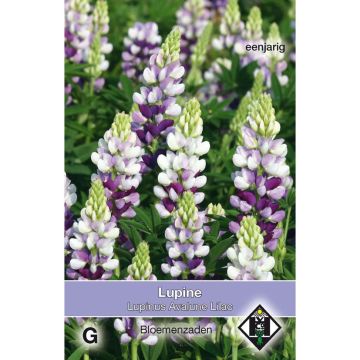 Lupinus hartwegii Avalune Lilac - Lupino