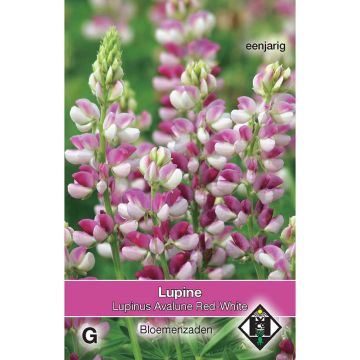 Lupinus hartwegii Avalune Red-White - Lupino