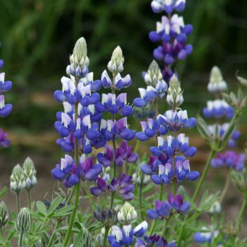 Lupinus nanus - Lupino nano