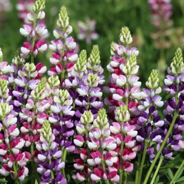 Lupinus hartwegii Avalune Bicolours Mix - Lupino