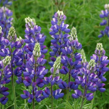 Lupinus hartwegii Avalune Blue - Lupino