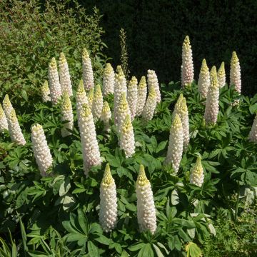 Lupinus polyphyllus Russell Hybrids Noble Maiden - Lupino a fogliole numerose