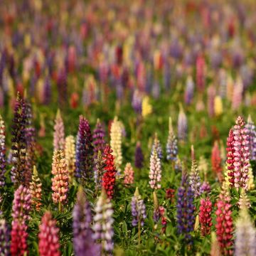 Lupinus polyphyllus Russell Hybrids Mix - Lupino a fogliole numerose