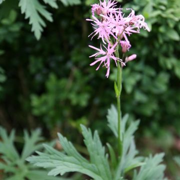 Lychnis flos-cuculi (semi) - Crotonella Fior di cuculo