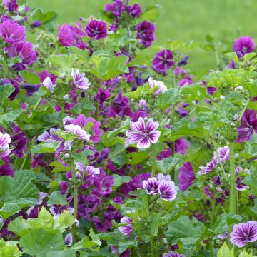 Malva sylvestris Purple Zebra Mix - Malva selvatica