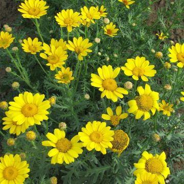 Chrysanthemum segetum - Crisantemo campestre