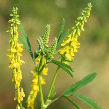 Melilotus officinalis - Meliloto comune