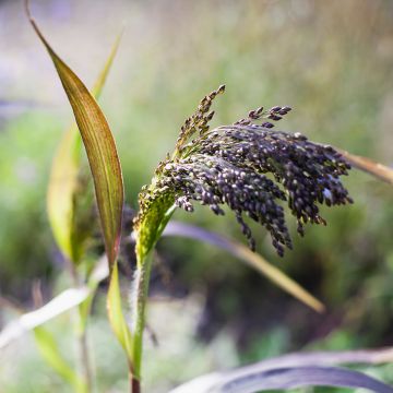 Panicum miliaceum Violaceum - Panico coltivato