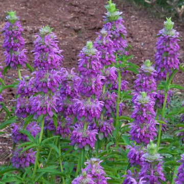 Monarda citriodora subsp. austromontana Bees Favourite - Monarda