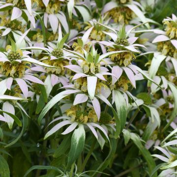 Monarda punctata (semi)