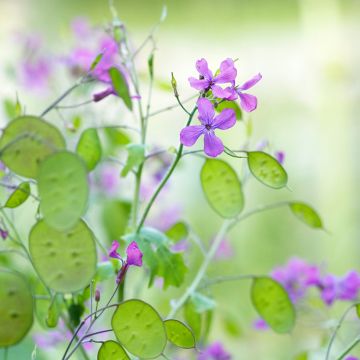 Lunaria annua (semi) - Moneta del Papa