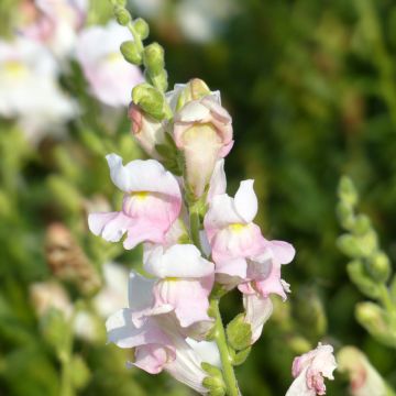 Bocca di leone Appleblossom (semi)