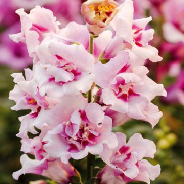 Bocca di leone Twinny Orchid F1 (semi)