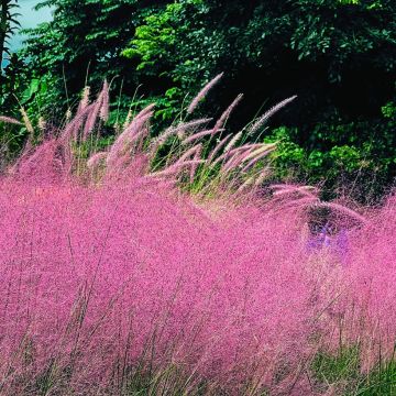 Muhlenbergia capillaris Ruby