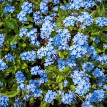 Myosotis sylvatica Indigo Compacta