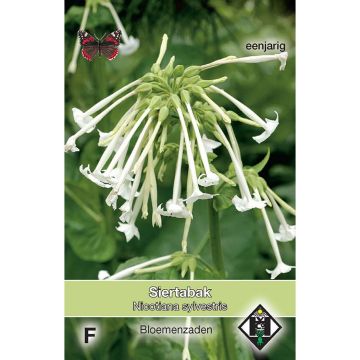 Nicotiana sylvestris - Tabacco silvestre