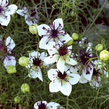 Nigella papillosa African Bride