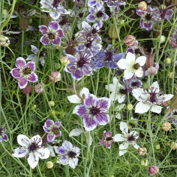 Nigella papillosa Delft Blue