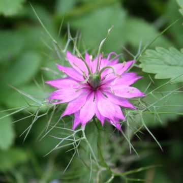 Damigella scapigliata Persian Rose