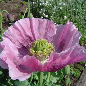 Papaver somniferum nigrum - Papavero domestico