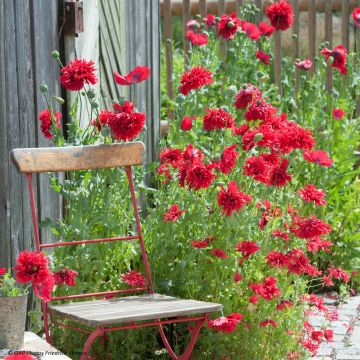 Papavero da oppio Red Peony