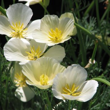 Eschscholzia Alba - Papavero della California