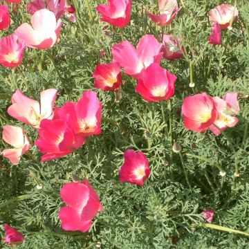 Eschscholzia Carmine King (semi) - Papavero della California