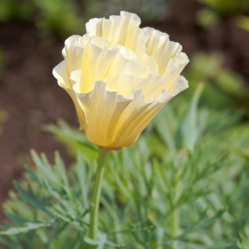 Eschscholzia Cream Swirl - Papavero della California