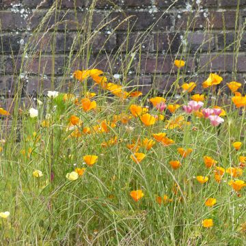 Eschscholzia Garden mix - Papavero della California