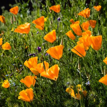 Eschscholzia Orange King - Papavero della California