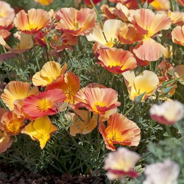 Eschscholzia Thai Silk Apricot Chiffon - Papavero della California