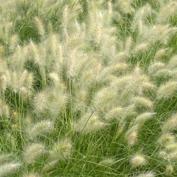 Pennisetum villosum Cream Falls - Penniseto lanceolato