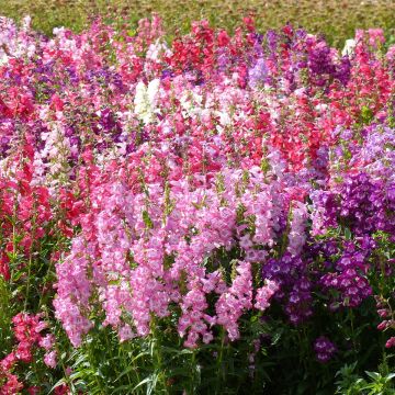 Penstemon cobaeae Wedding Bells