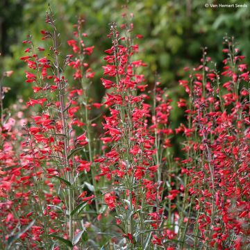 Penstemon barbatus Twizzle Scarlet