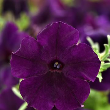 Petunia F1 Easy Wave Navy Velour