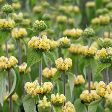 Phlomis russeliana (semi)