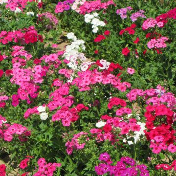 Phlox drummondii Grandiflora Mix