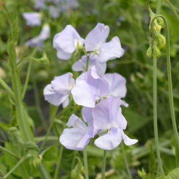 Pisello odoroso Spring Sunshine Light Blue