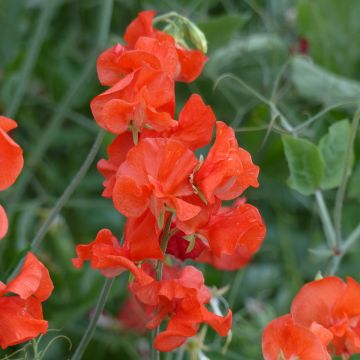 Pisello odoroso Spring Sunshine Orange